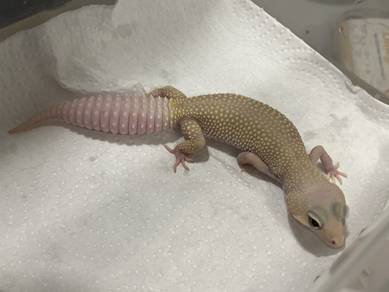 Blazing Blizzard leopard gecko