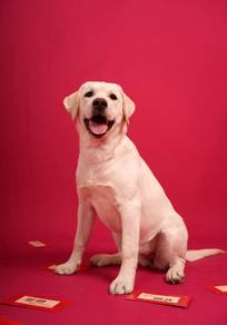 Labrador Retriever