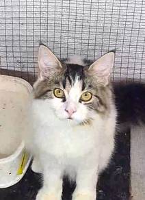 Mainecoon female