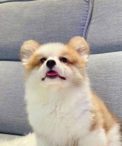 Welsh Corgi