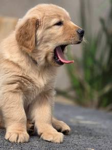 golden retriever u