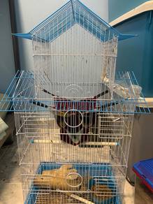 Pair Sugar Gliders for sale