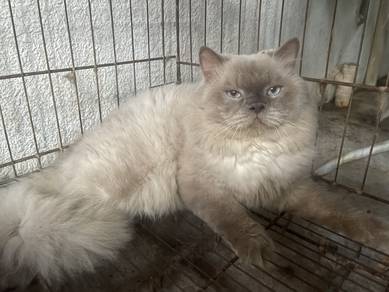 RAGDOLL Mix