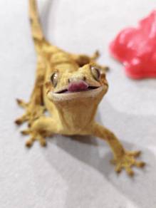 Crested gecko for sale 🔥