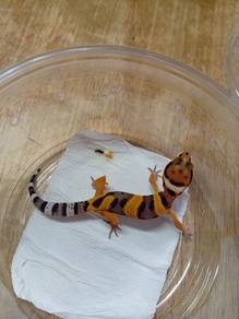 Leopard Gecko 