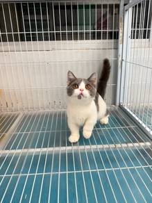 Munchkin bicolor kitten