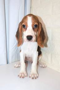 J0602 Beagle Gentle Loving Family Puppy