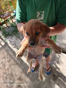 Puppy for sales