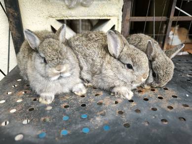 arnab rabbit ND 9.9