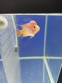 Ikan Flowerhorn Kamfa two tone_01