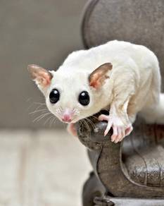 Sugar Glider