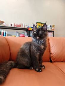 Maine coon tortie