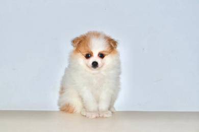 x16 Lively Pomeranian Puppy