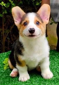 CORGI PUPPIES C197 🌻 cheeky Puppy Male