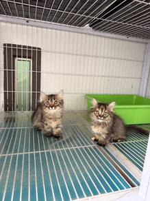Kucing kaki pendek