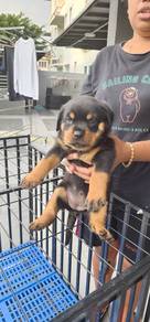 rottweiler puppies o