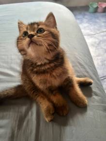 bsh golden shaded