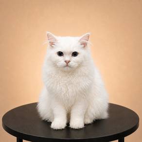 Ragdoll