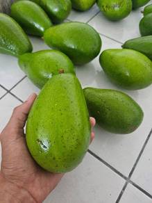 Local Tenom Avocado