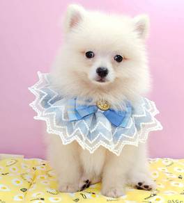 Pomeranian