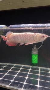 arowana golden head, ranchu 