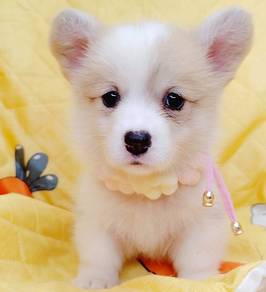 Welsh Corgi