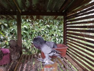 burung merpati