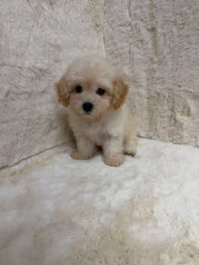Bichon Frise × Poodle