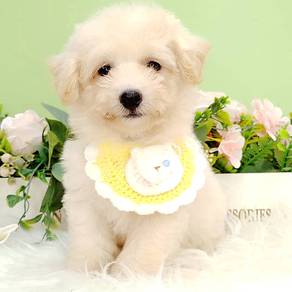 Maltipoo