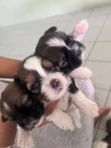 Shih Tzu