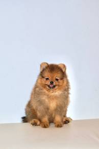 v9 Lovely Pomeranian Dog