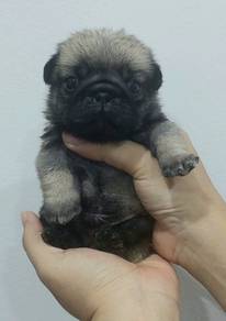 PUG PUPPIES 601 🌻 REHOME Pug Male