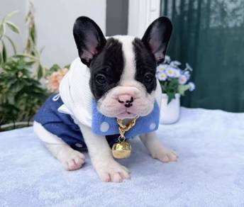 FRENCH BULLDOG PUPPIES 🌻VIP105 Panda Boy