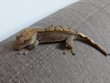 Crested Gecko with Enclosure 