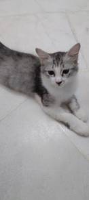 Cat for Rehome