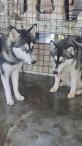 Free adoption