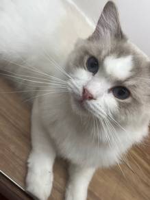 Male Ragdoll Cat