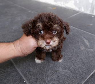 Rare Choco tiny poodle
