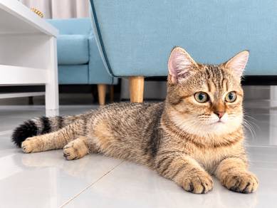Munchkin bsh