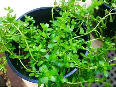 Tumbuhan Brahmi (Tumbuhan Air)