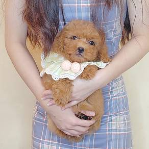 Poodle