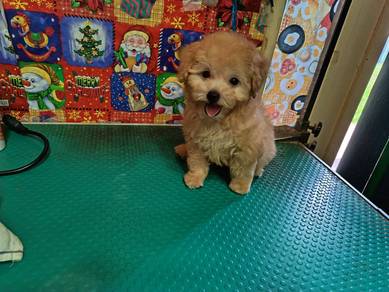 Tiny Poodle bear face puppy