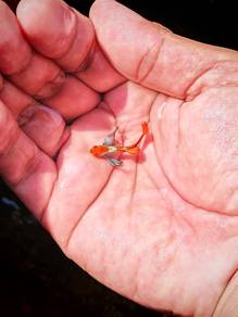 ikan guppy 