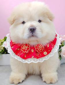 Chow Chow