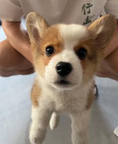 Welsh Corgi