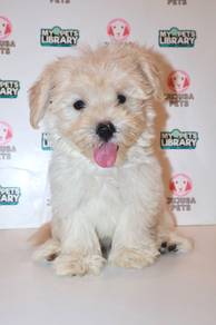 J0045 Maltichon Big Eyes Teddy Bear Puppy