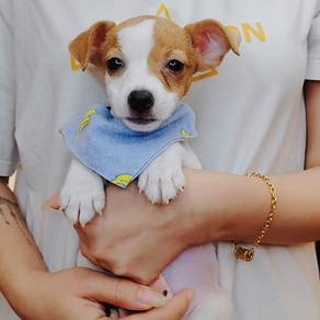 Jack Russell