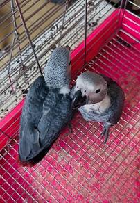 Sepasang Burung Congo African Grey Parrot Bird
