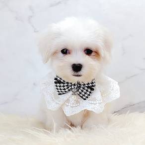 Maltese