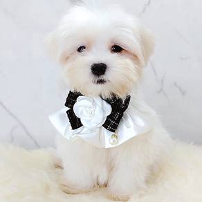 Maltese